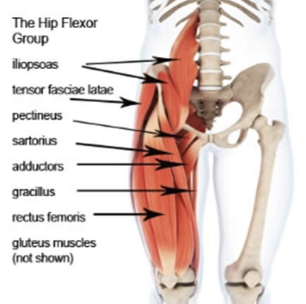 Hip Flexor